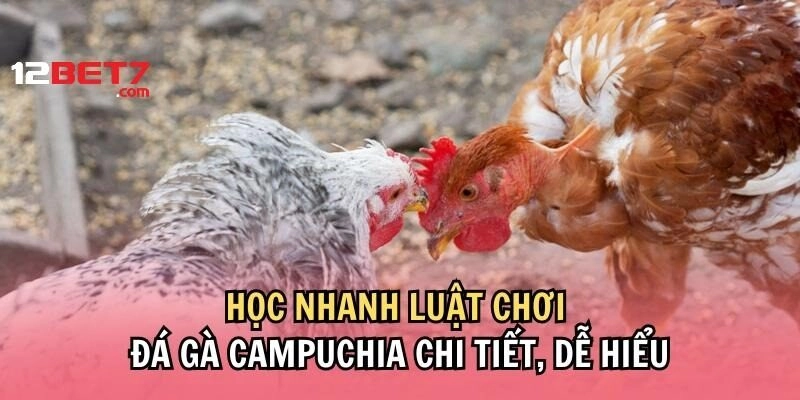 Vài lưu ý cần biết khi tham gia sảnh đá gà Campuchia 