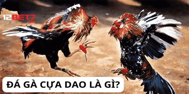 Đá gà cựa dao là gì và điều gì làm nên sự hấp dẫn?