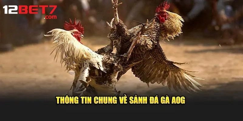 AOG Đá Gà - Sảnh Cược Dành Cho Dân Chuyên Chính Hiệu