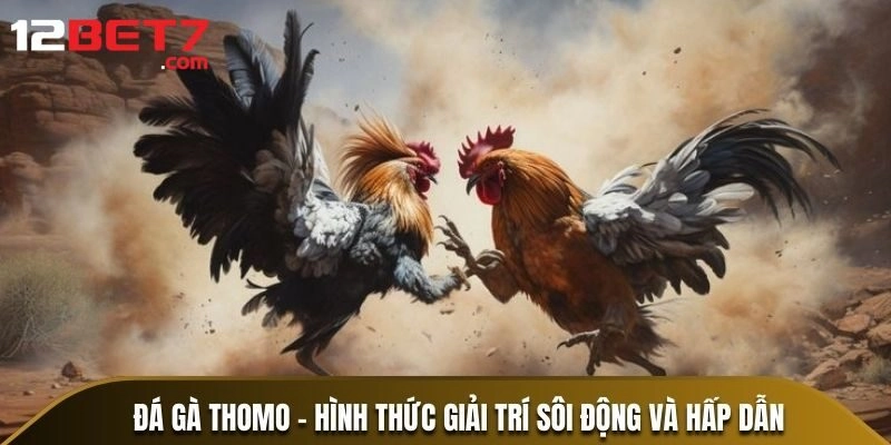 Quy định của một trận Đá gà Thomo hiện nay